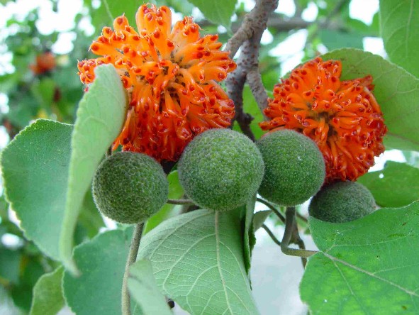 Paper Mulberry seed